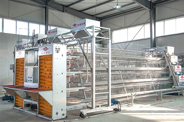 automatic egg collection equipment