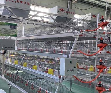 chicken battery cage