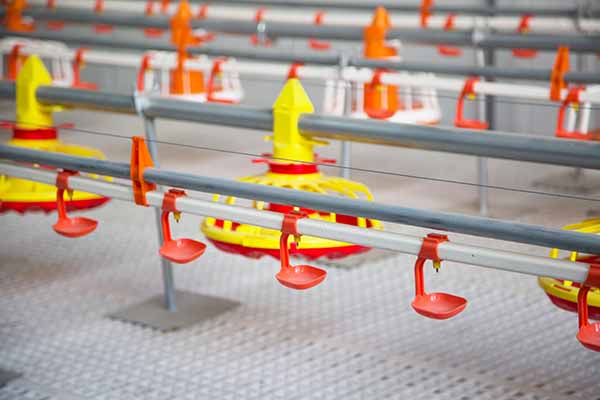 broiler ground raising system