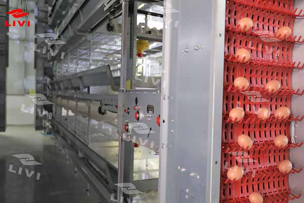 automatic egg collection equipment