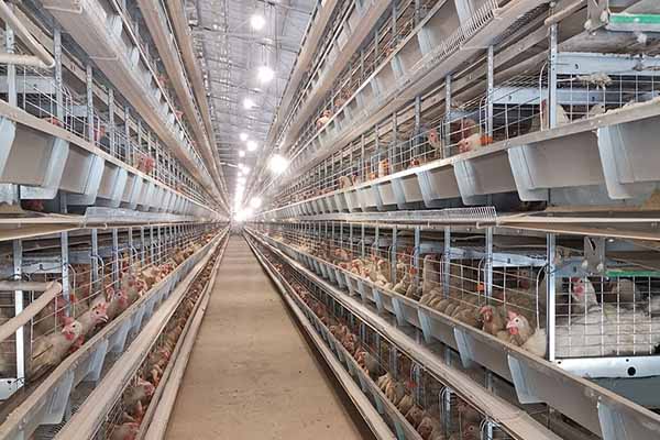 chicken battery cage