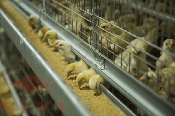 h type pullet chicken cage