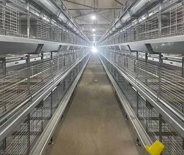 pullet chicken cage