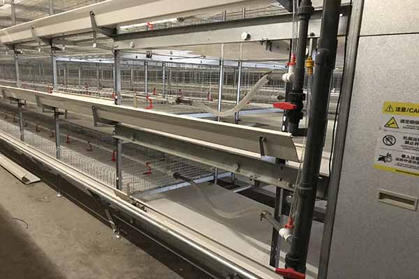 h type pullet chicken cage