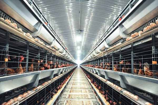 chicken battery cage in india