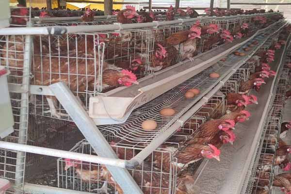 10000-layers-raising-with-chicken-battery-cage-for-sale-in-indonesia