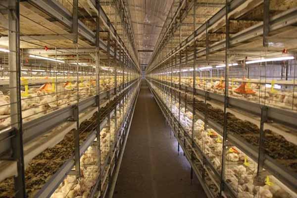 essential-chicken-equipment-in-fully-automatic-chicken-house