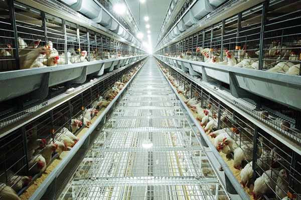 fully-automatic-poultry-equipment-for-chicken-raising