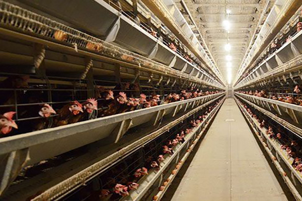 H type layer chicken cage to raising 20000 layers in Zambia