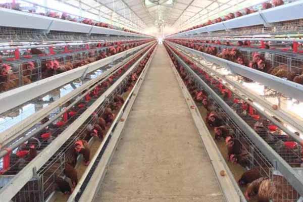 high-quality-a-typr-chicken-layer-cage-for-sale-in-zambia
