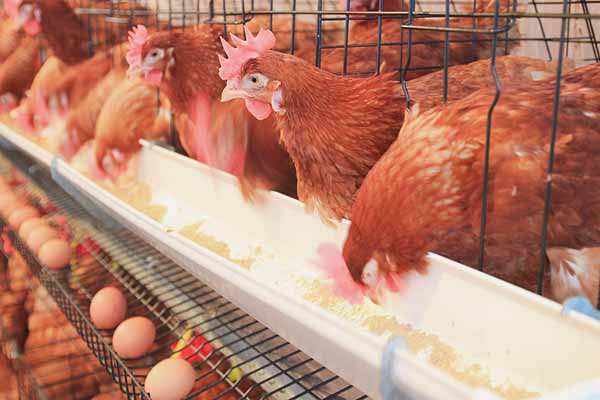 how-to-improve-the-laying-rate-of-layers-in-chicken-cages