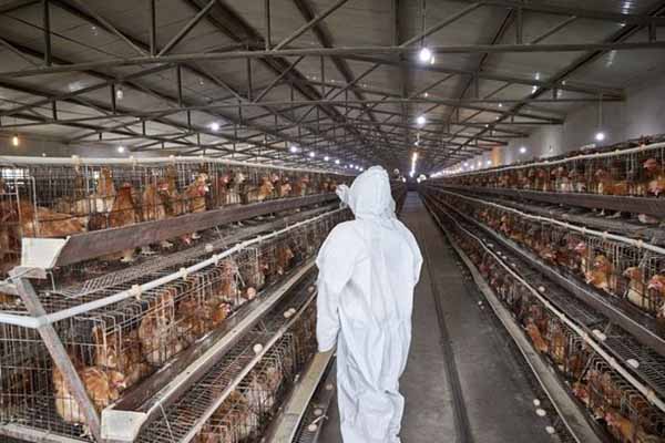 modern poultry farming equipment