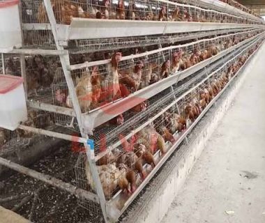 project-of-42-sets-of-layers-with-poultry-cage-in-nigeria