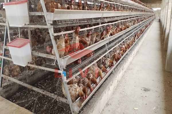 project-of-42-sets-of-layers-with-poultry-cage-in-nigeria