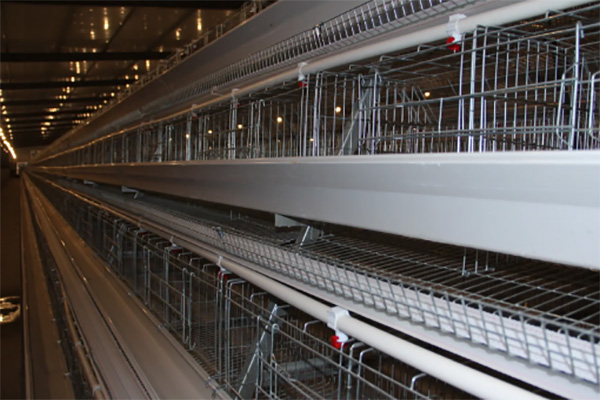 Battery Cage System In Poultry Farming