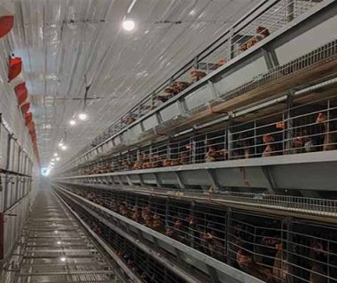 30000-chickens-layer-cages-for-sale-in-nigeria