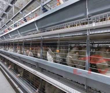 how-to-choose-the-best-chicken-farming-equipment-in-nigeria