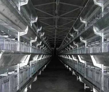 layer chicken cage