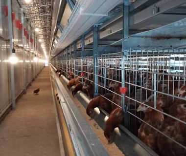 20000 chicken layer cage for sale in philipines