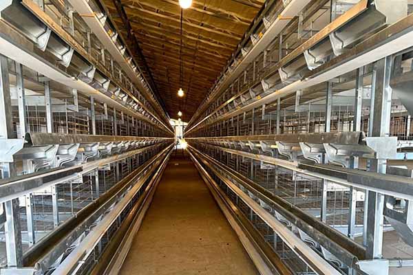 poultry-cage-system-for-sale-in-ghana-to-raising-50000-layers