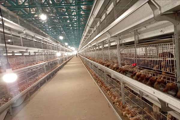 price-of-80000-layers-and-pullets-battery-cages-in-ghana